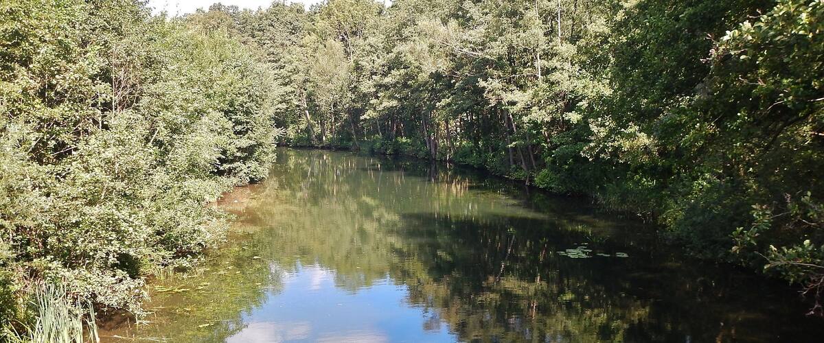 A calm river surrounded by dense forest.