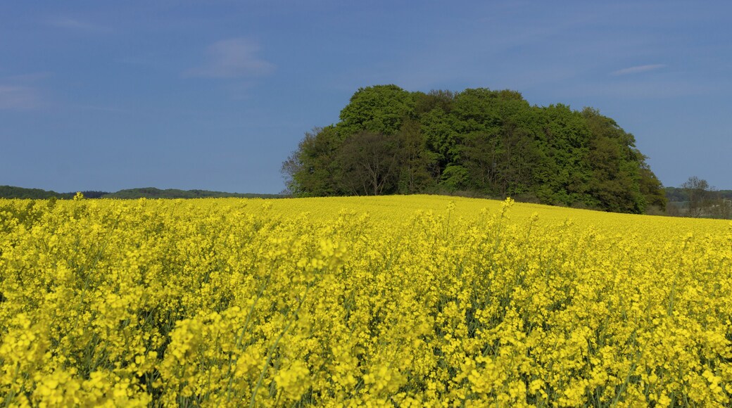 Biosphärenreservat Südost-Rügen Granitz - Lancken-Granitz - Mecklenburg-Vorpommern Blick Richtung Sellin