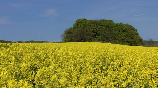 Biosphärenreservat Südost-Rügen Granitz - Lancken-Granitz - Mecklenburg-Vorpommern Blick Richtung Sellin