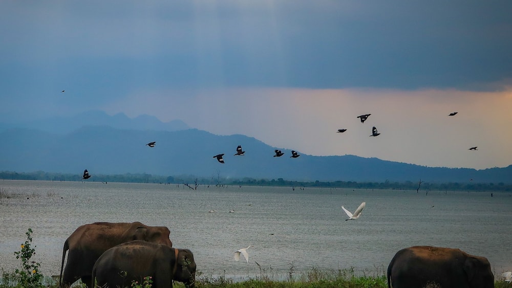 The safari through Udawalawa National Park gets you close to lots of animals. Most exciting? All the elephants!