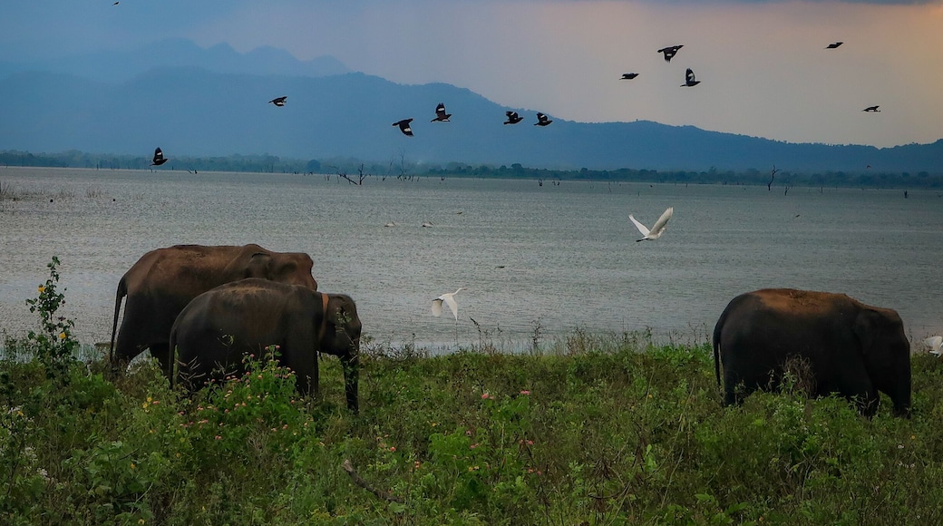 The safari through Udawalawa National Park gets you close to lots of animals. Most exciting? All the elephants!