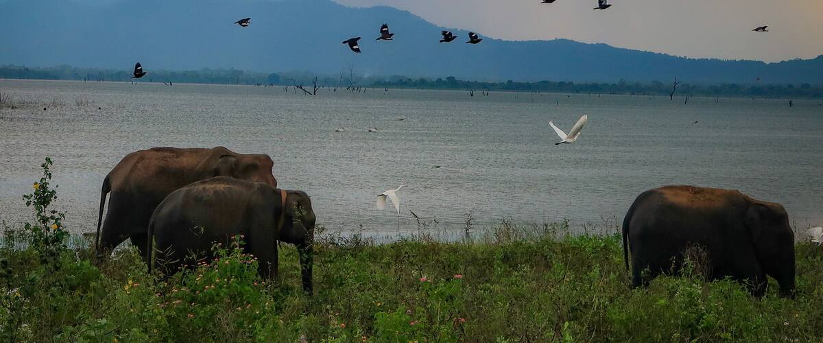 The safari through Udawalawa National Park gets you close to lots of animals. Most exciting? All the elephants!