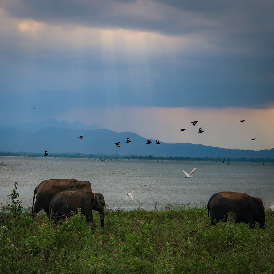 The safari through Udawalawa National Park gets you close to lots of animals. Most exciting? All the elephants!