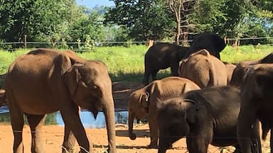 A group of elephants in a fenced enclosure with a dirt ground and some greenery in the background.