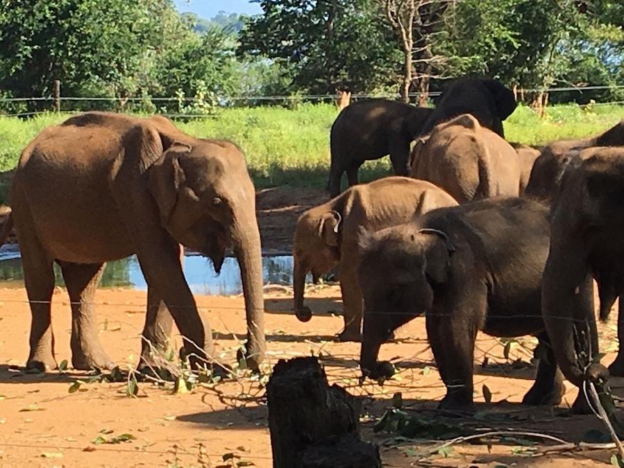 A group of elephants in a fenced enclosure with a dirt ground and some greenery in the background.