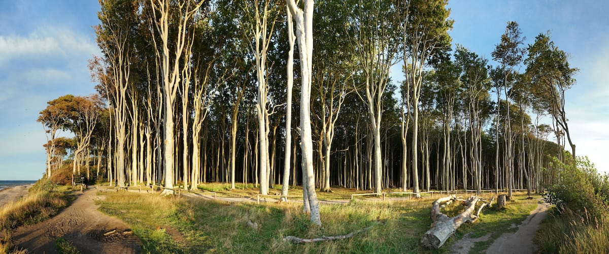 Buchenrwald bei Nienhagen an der Ostsee bei Sonnenuntergang - Panorama