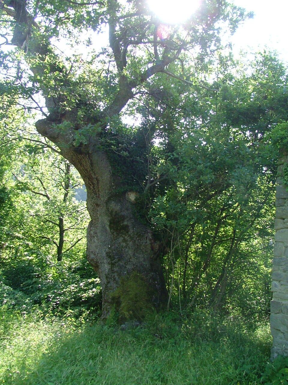 Querceti 676 mt s.l.m.