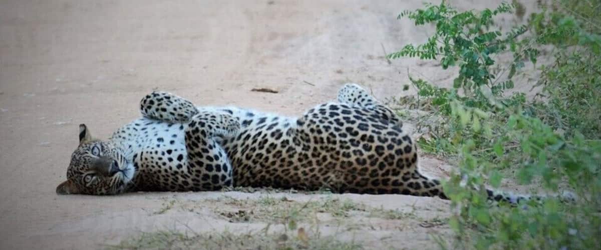 To me, its the most beautiful of all National Parks in Sri Lanka. SECRET TIP! Head to the 'Villus' (large bodies of water) if you want to catch the best animal sightings...or check at info@ayuinthewild.com to see if our Guides are free to take you there!
www.ayuinthewild.com