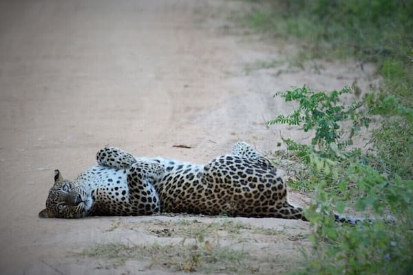 To me, its the most beautiful of all National Parks in Sri Lanka. SECRET TIP! Head to the 'Villus' (large bodies of water) if you want to catch the best animal sightings...or check at info@ayuinthewild.com to see if our Guides are free to take you there!
www.ayuinthewild.com