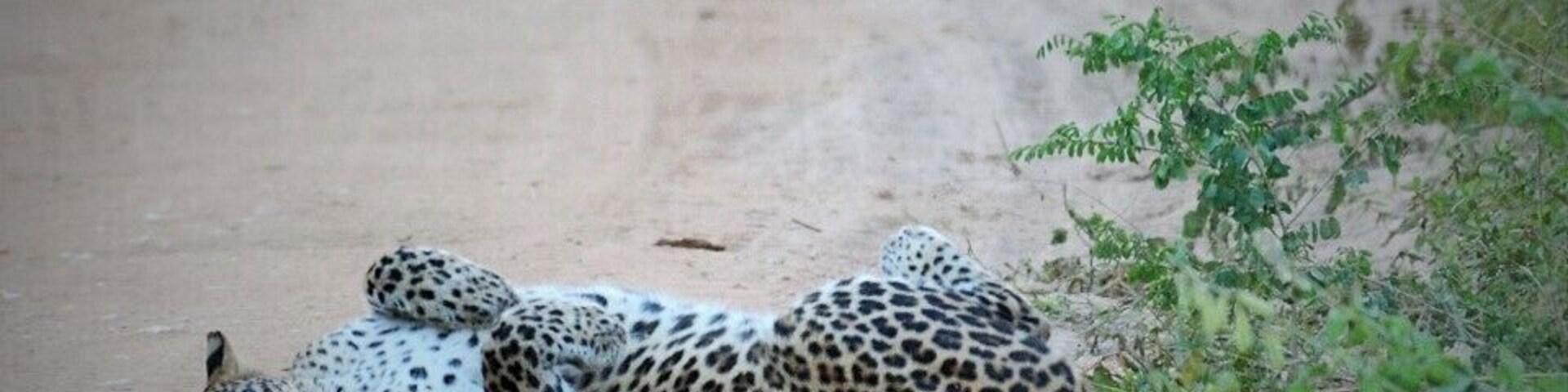 To me, its the most beautiful of all National Parks in Sri Lanka. SECRET TIP! Head to the 'Villus' (large bodies of water) if you want to catch the best animal sightings...or check at info@ayuinthewild.com to see if our Guides are free to take you there!
www.ayuinthewild.com