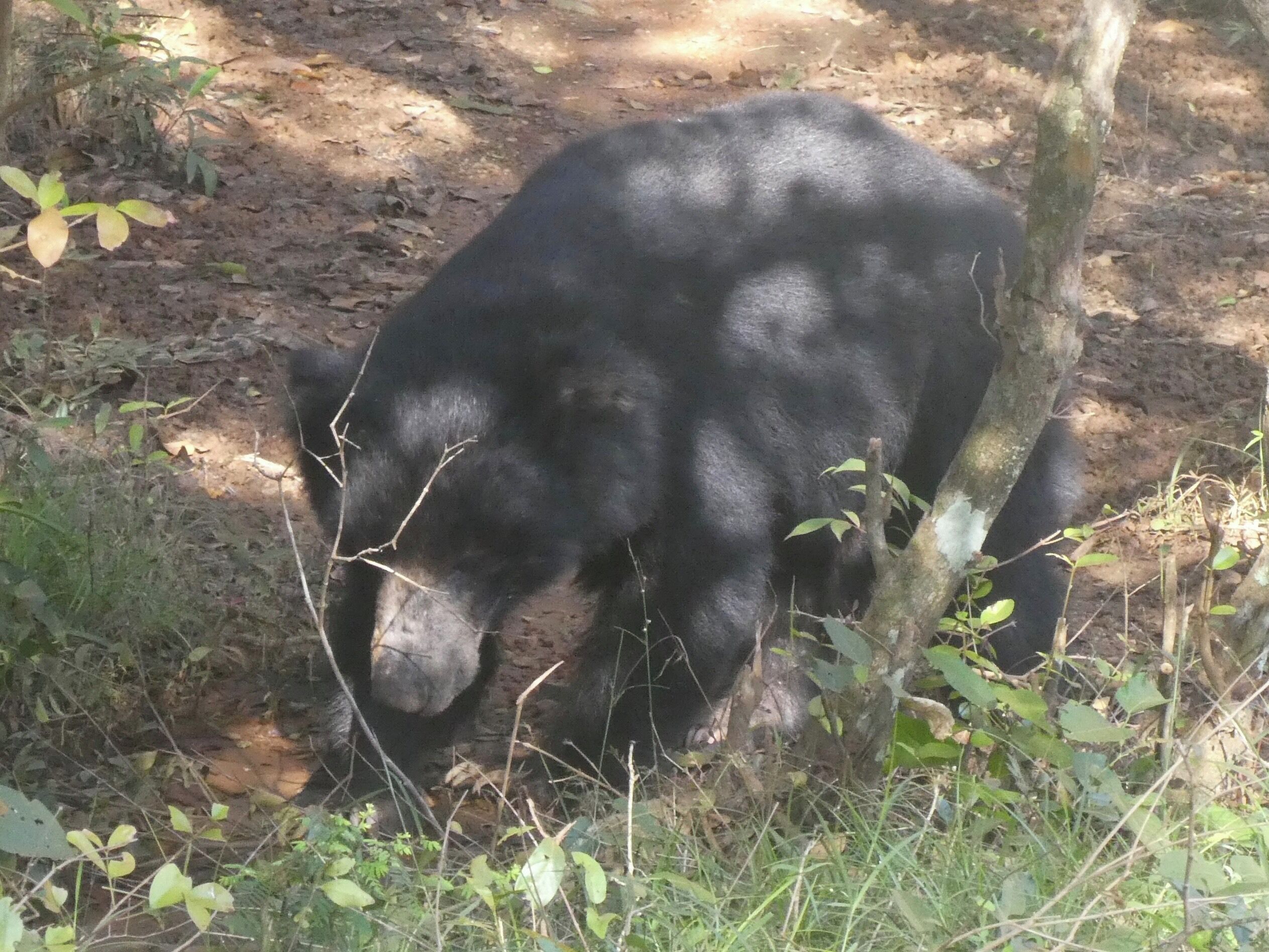 The very elusive Sloth Bear in Wilpattu National Park in Sri Lanka. Another one of our planet’s endangered species 🇱🇰