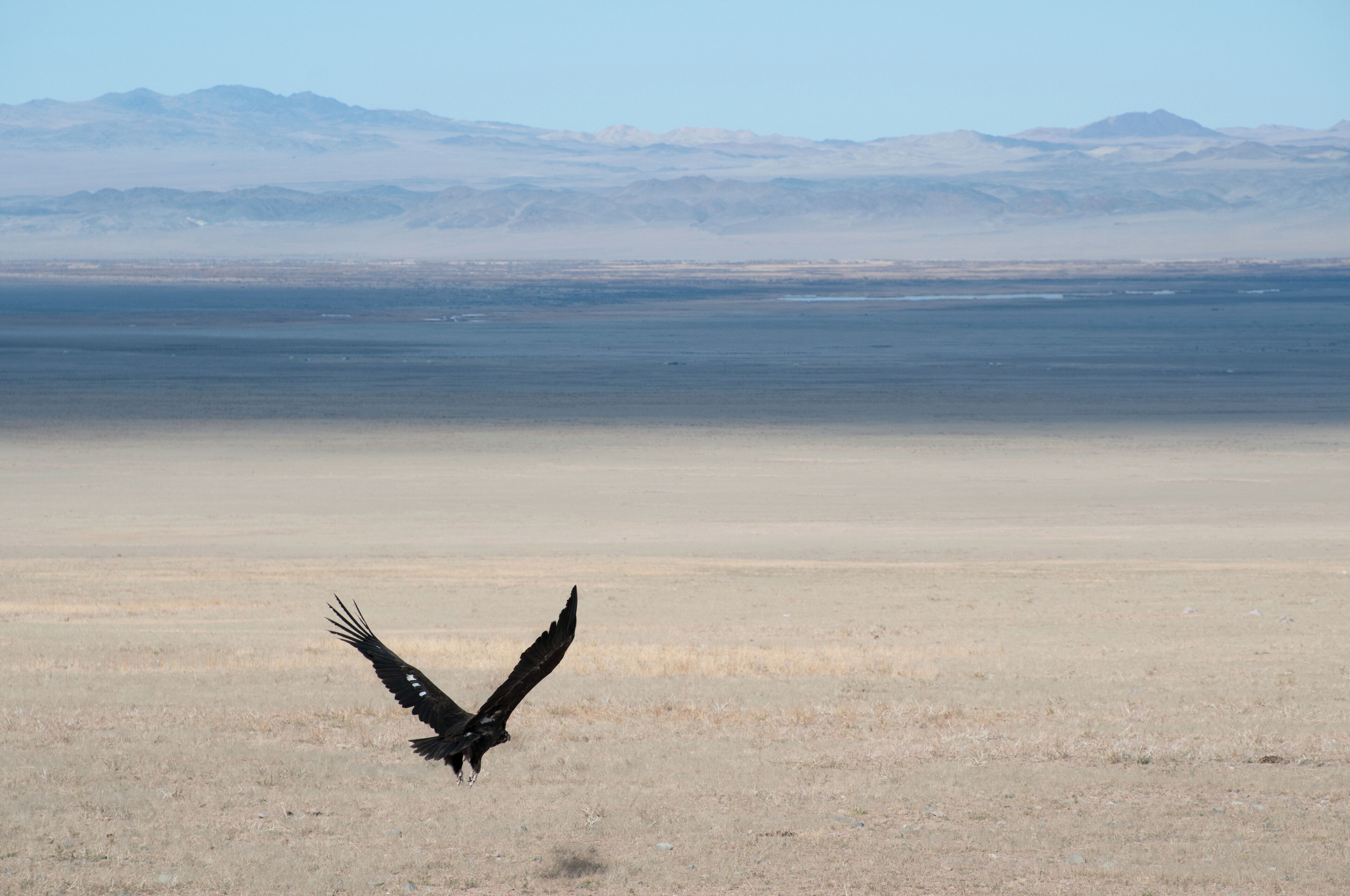 We saw this beautiful eagle in the wild,  while driving from Ölgii to the south, only 15-20 minutes before reaching Khovd.
#blue 