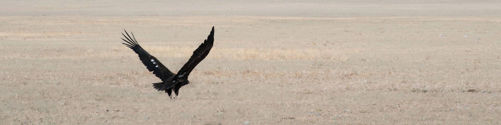 A bird of prey flying over a vast, flat landscape with distant mountains.