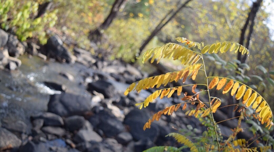 This little bit of fall was spotted along the Mountain Trail at Robbers Cave State Park. It's a great hike that has some awesome views atop a few bluffs overlooking the two lakes in the park. Its about 4.5 miles, but completely worth it!