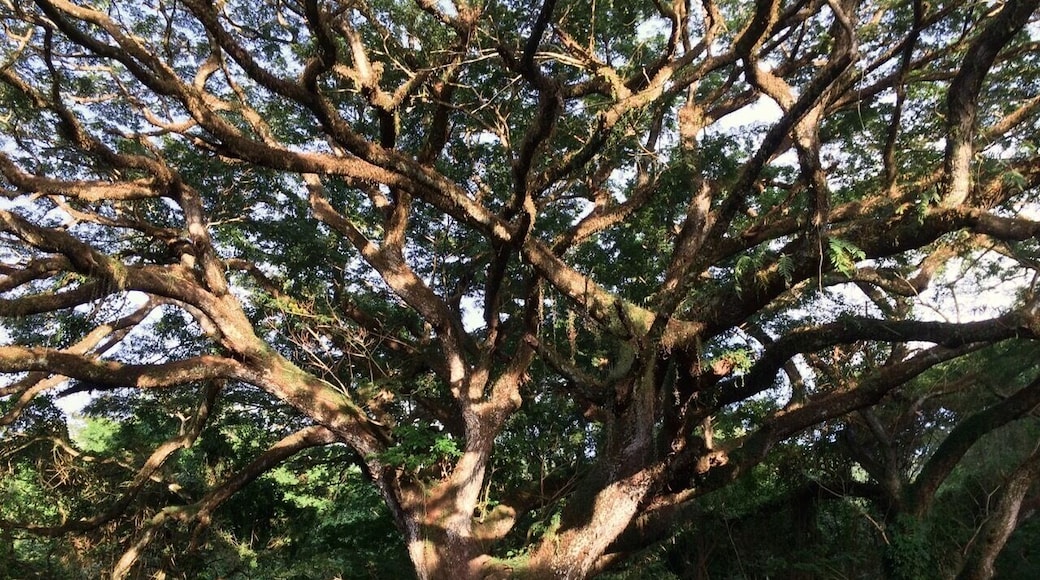 Amazing food and gardens... this tree is over 300yrs old.