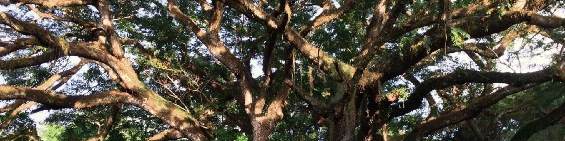 Amazing food and gardens... this tree is over 300yrs old.