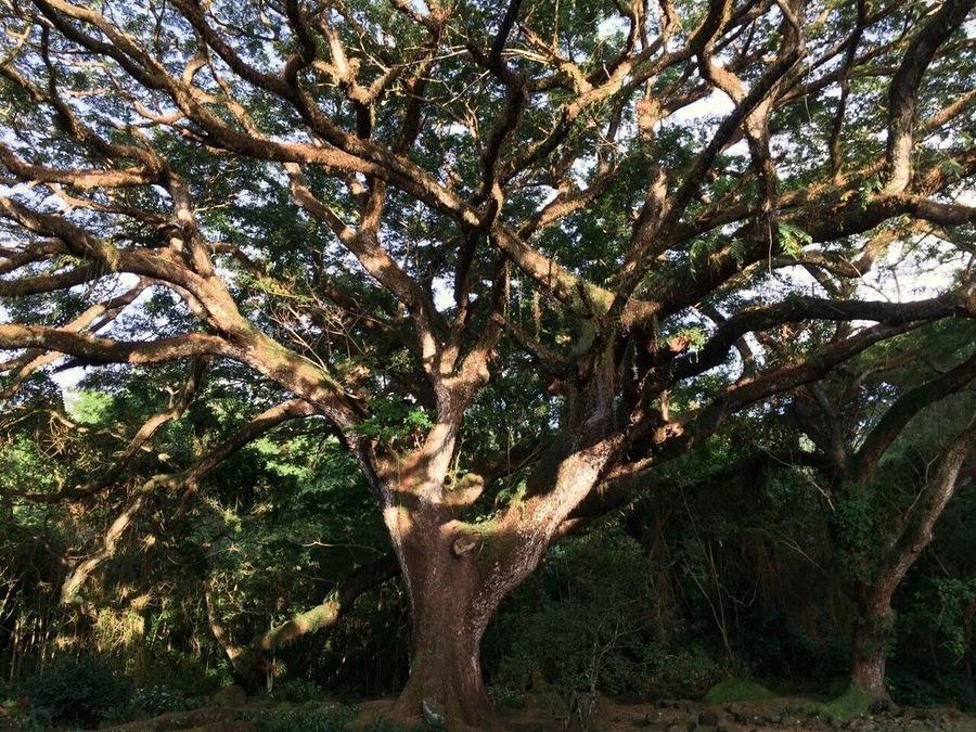 Amazing food and gardens... this tree is over 300yrs old.