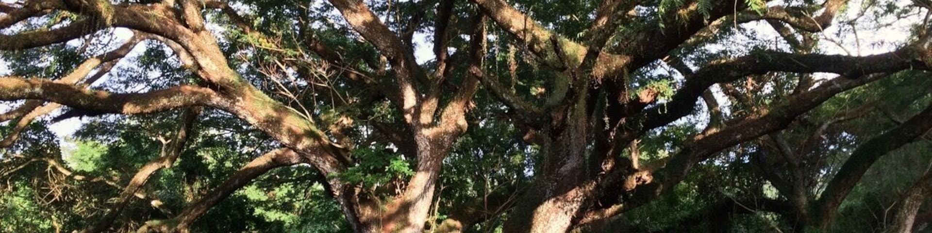 Amazing food and gardens... this tree is over 300yrs old.