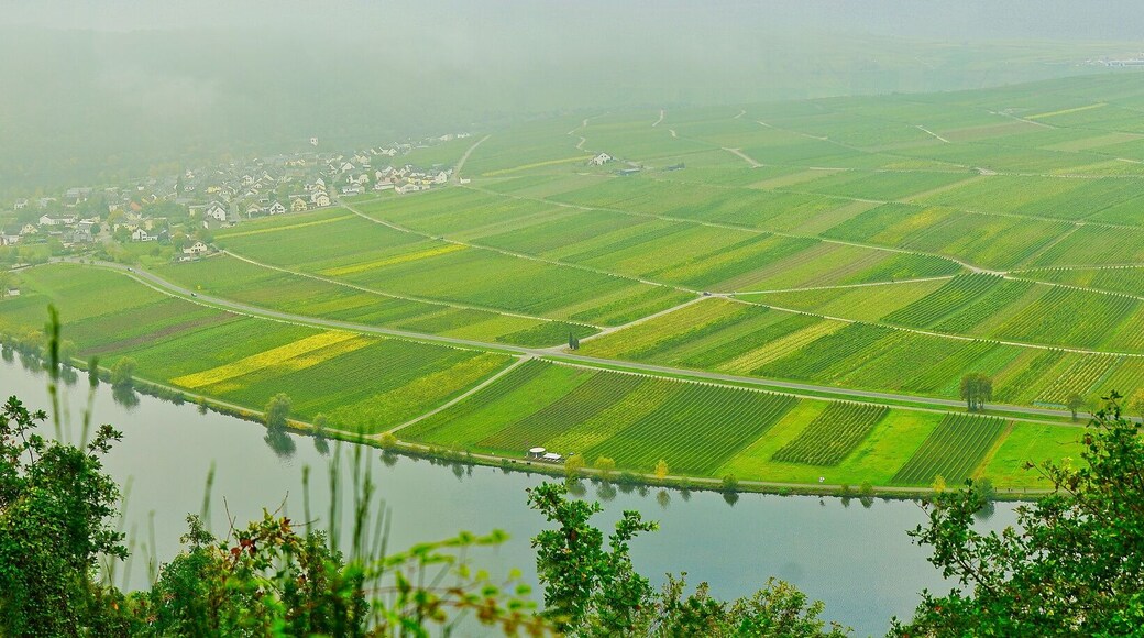 Panoramablick auf die Weinberge an der Moselschleife bei Wintrich, Rheinland-Pfalz