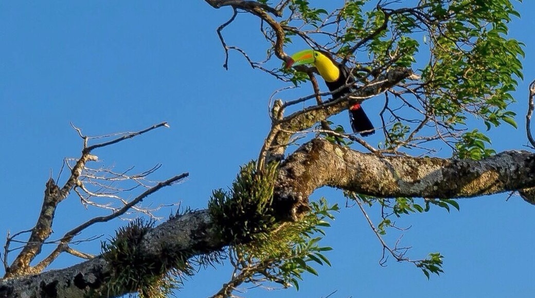 While driving around the mountains, we met this awesome guy!đ #costarica #nature #toucan #wildlife #thetwohobos #naturelovers #wonderful_places #travel #ig_costarica #ig_nature #TroveOn #roadtrip