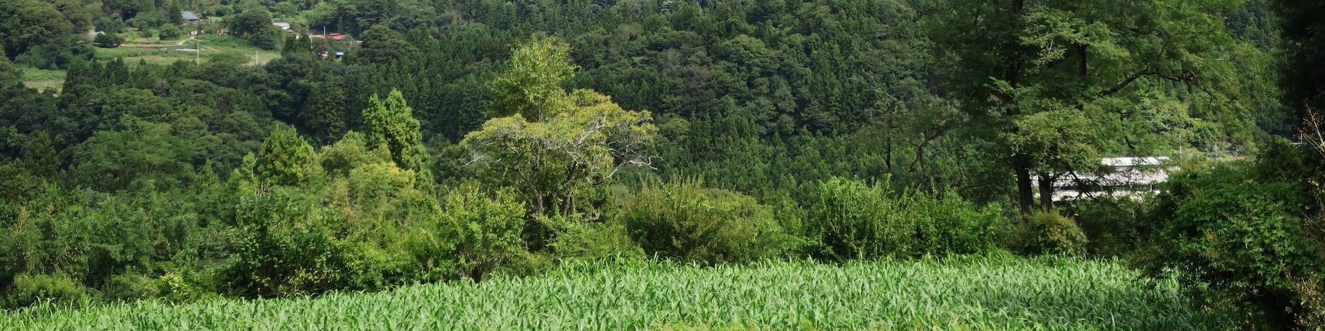 Mount Iwabitsu.