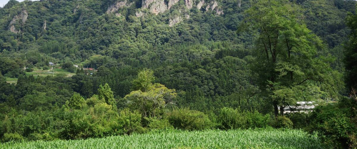A mountainous landscape with dense forest and a field of crops.