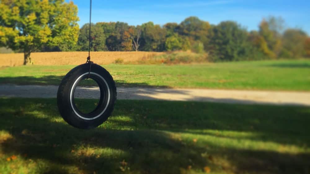 A tire swing hanging from a tree branch over a grassy field with a dirt path and trees in the background.