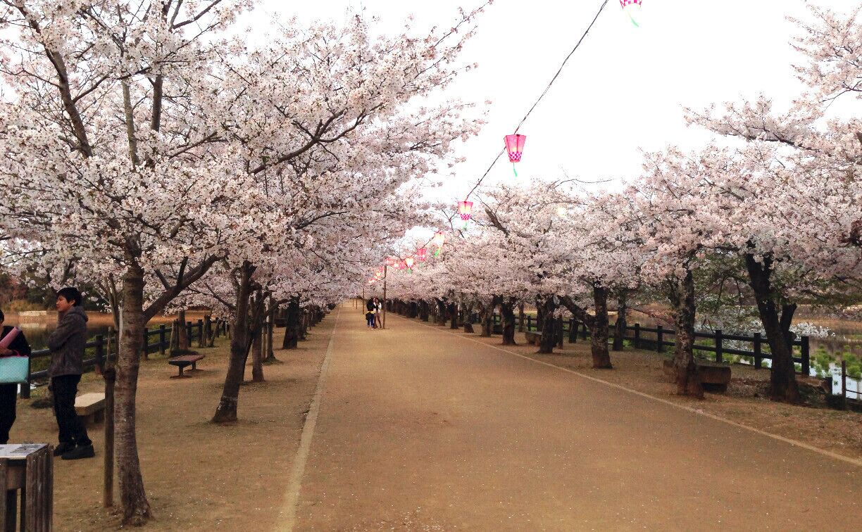 It is a row of cherry blossom trees at sunset. It is a cloudy sky unfortunate. Electricity has been marked with the lantern. This is for people who enjoy the cherry blossoms at night. I think it's great cherry blossoms this year. I love the cherry blossoms.