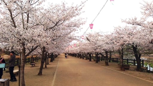 It is a row of cherry blossom trees at sunset. It is a cloudy sky unfortunate. Electricity has been marked with the lantern. This is for people who enjoy the cherry blossoms at night. I think it's great cherry blossoms this year. I love the cherry blossoms.