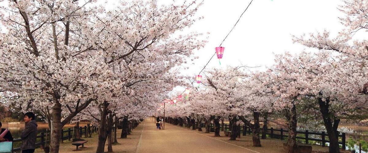 A pathway lined with cherry blossom trees, benches, and a river.