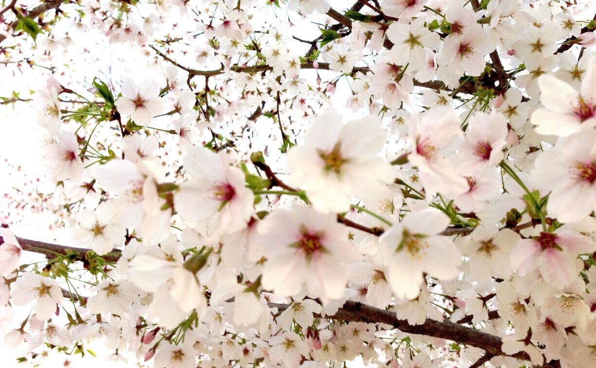 This photo was taken close to the cherry blossom until the last minute in my iPhone5.
I am a person of taste is a little more pink, flowers whitish seems many you approach these days.

I feel pretty clean always cherry blossoms. And, it will be healed.
I realize "Spring has come," the cherry blossoms bloom.

