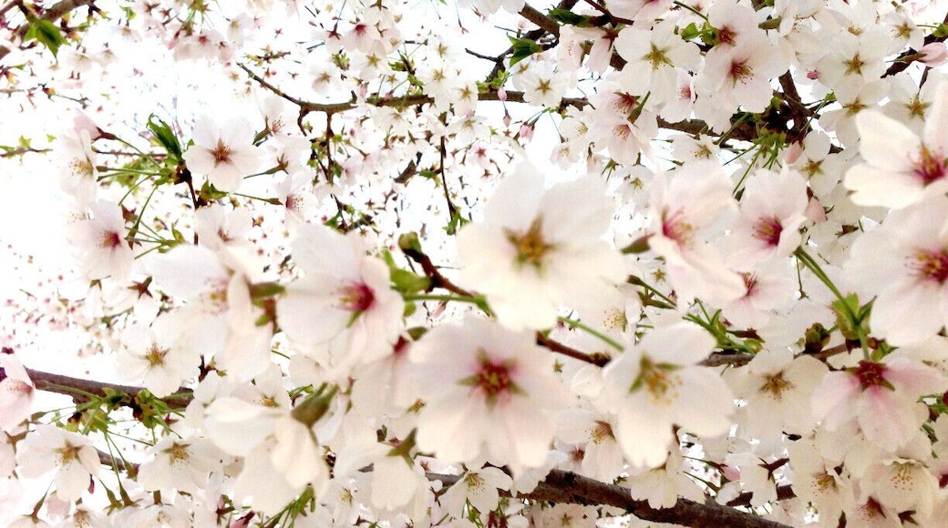 This photo was taken close to the cherry blossom until the last minute in my iPhone5.
I am a person of taste is a little more pink, flowers whitish seems many you approach these days.
I feel pretty clean always cherry blossoms. And, it will be healed.
I realize "Spring has come," the cherry blossoms bloom.