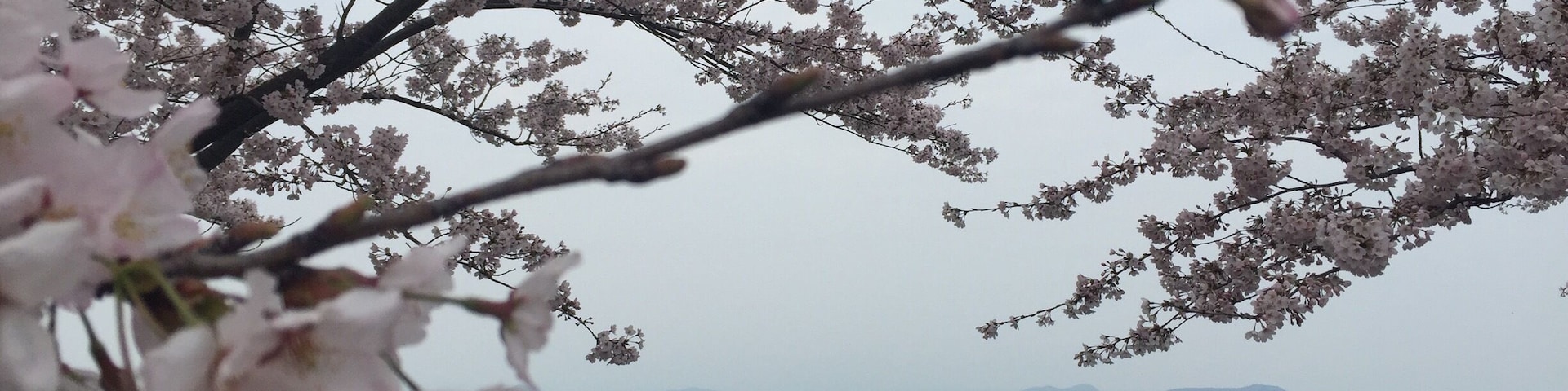 #sakura