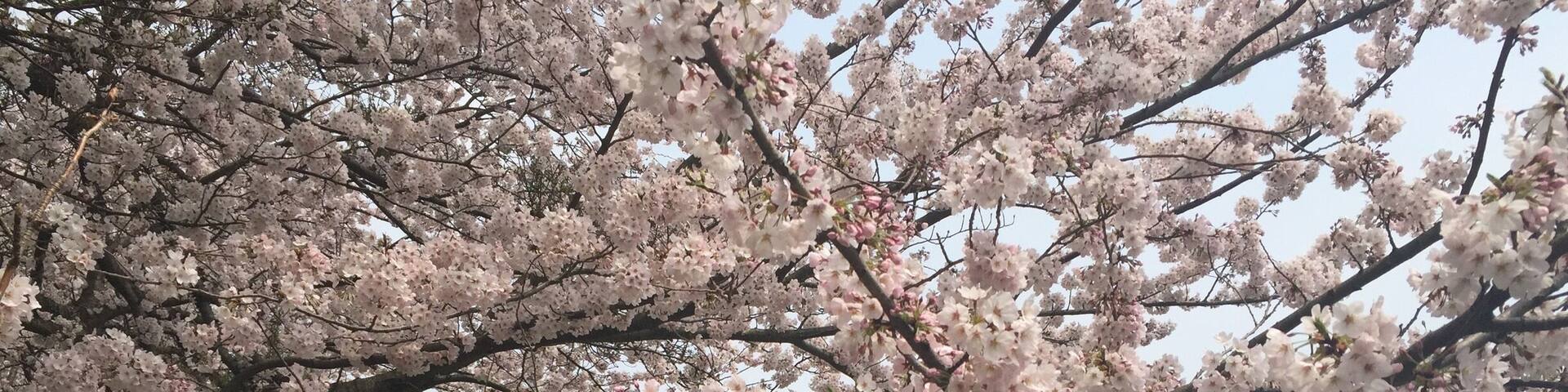 #sakura