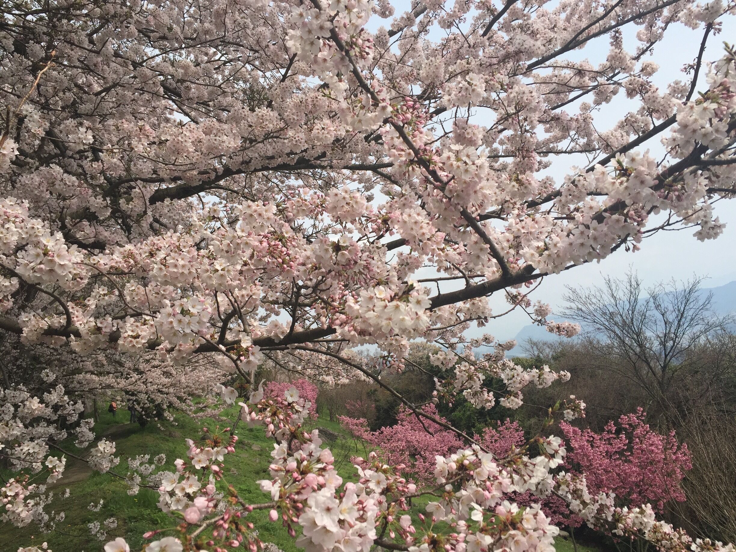 A cherry blossom tree in full bloom with a grassy field and other flowering trees in the background.