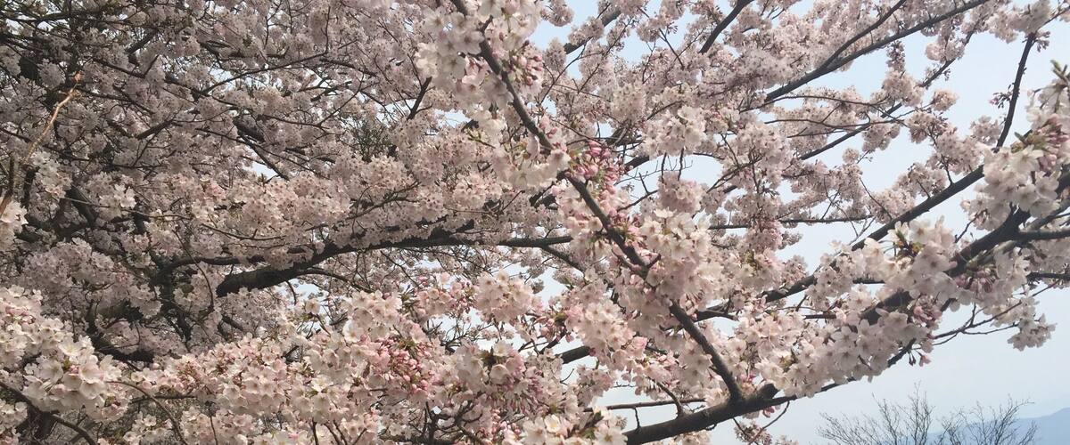 A cherry blossom tree in full bloom with a grassy field and other flowering trees in the background.