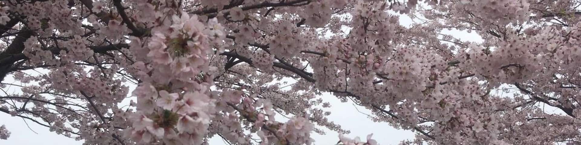 #sakura