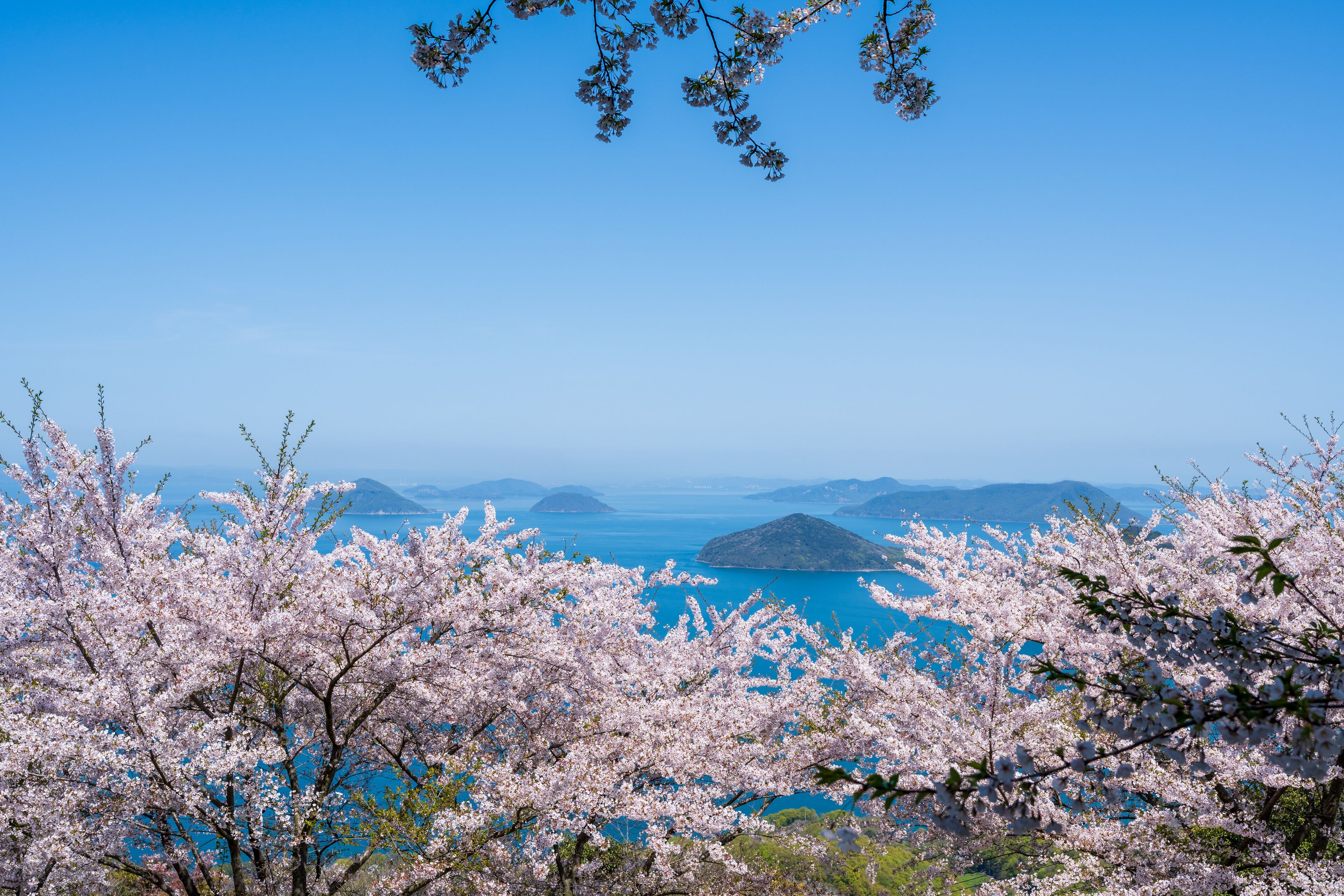 Mt. Shiude (Shiudeyama) mountaintop cherry blossoms full bloom in the spring. Shonai Peninsula, Mitoyo, Kagawa, Shikoku, Japan.