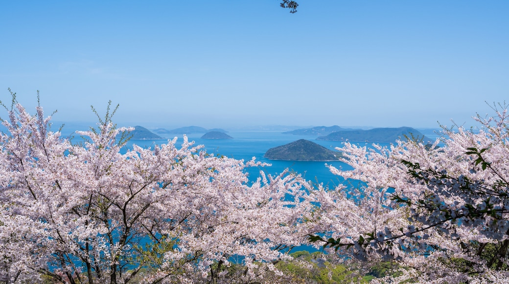Mt. Shiude (Shiudeyama) mountaintop cherry blossoms full bloom in the spring. Shonai Peninsula, Mitoyo, Kagawa, Shikoku, Japan.