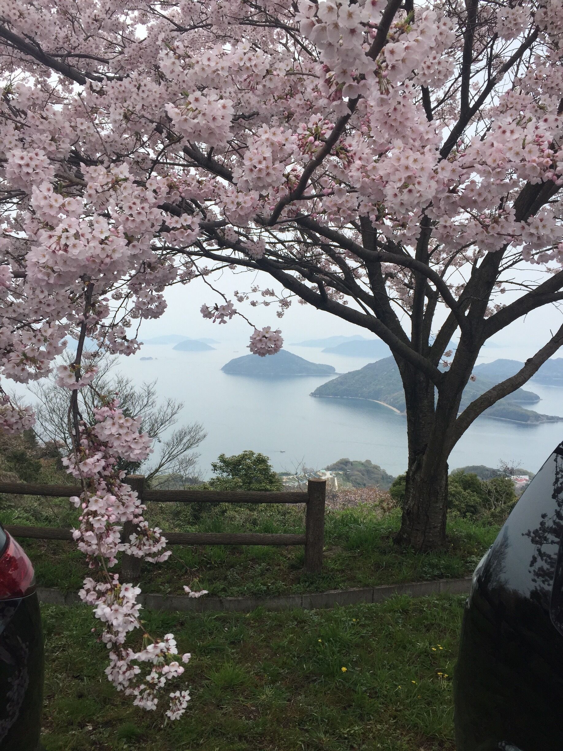 Sakura islands and ocean #sakura