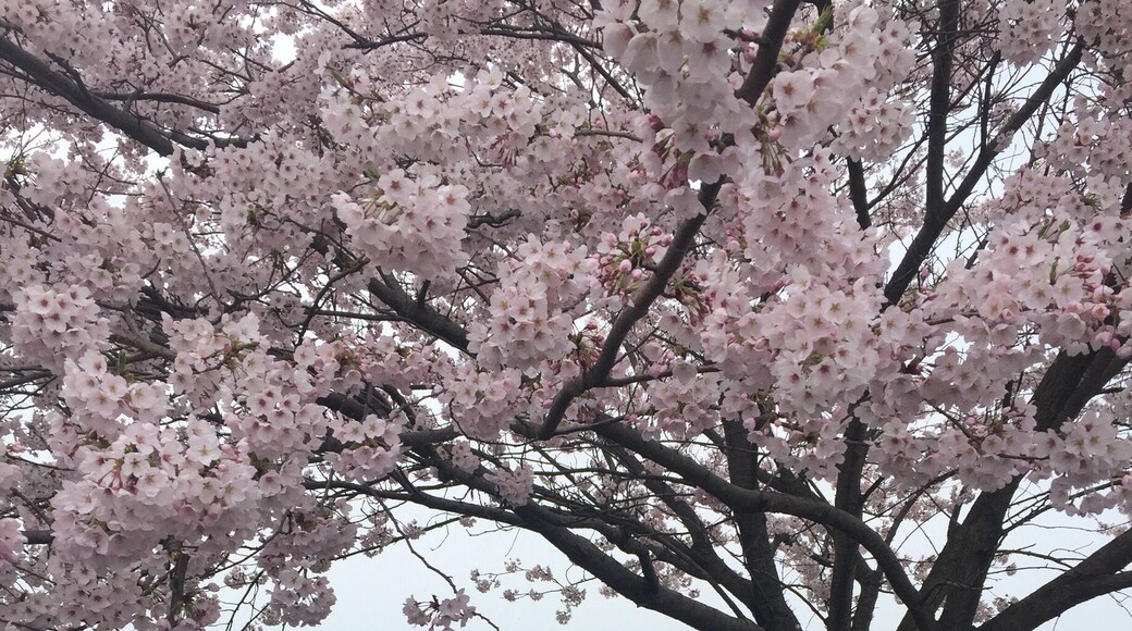 Sakura islands and ocean #sakura