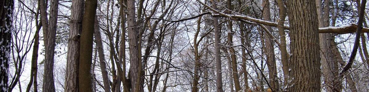 Beautiful snowy satirs