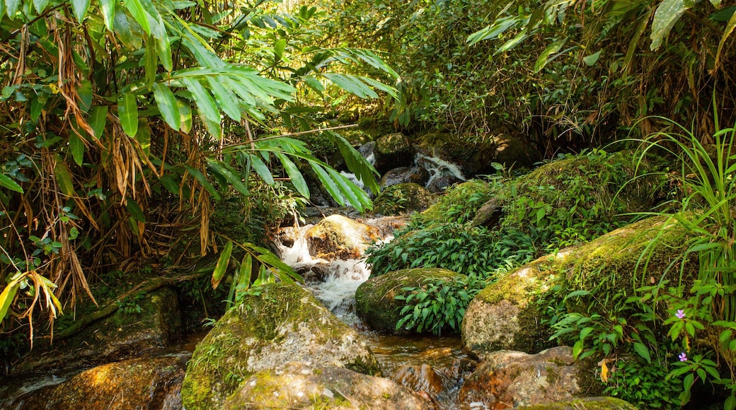 Mount Kinabalu National Park featuring forest scenes and a river or creek
