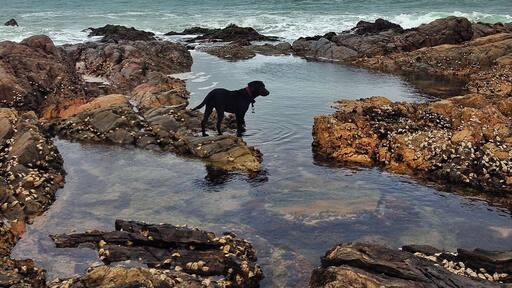 Gracelands beach lodge , Ramsgate
