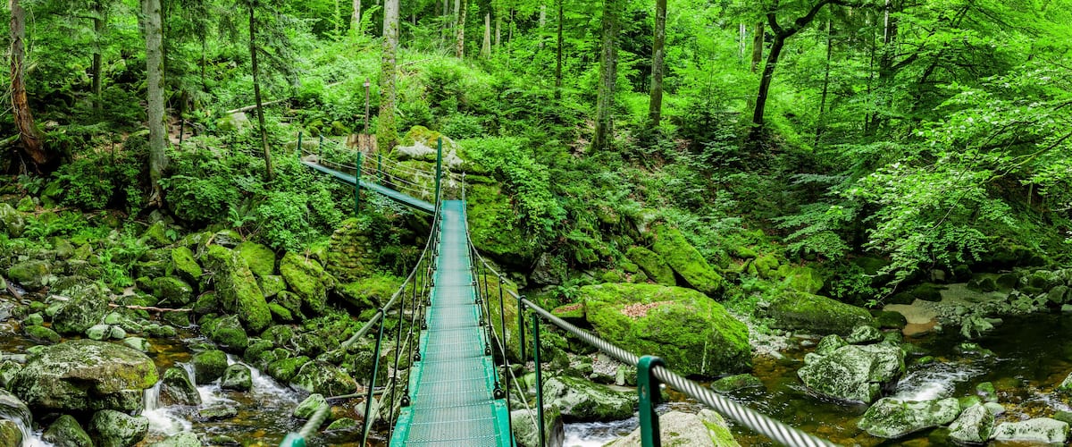 A suspension bridge in a lush forest with a flowing stream below.