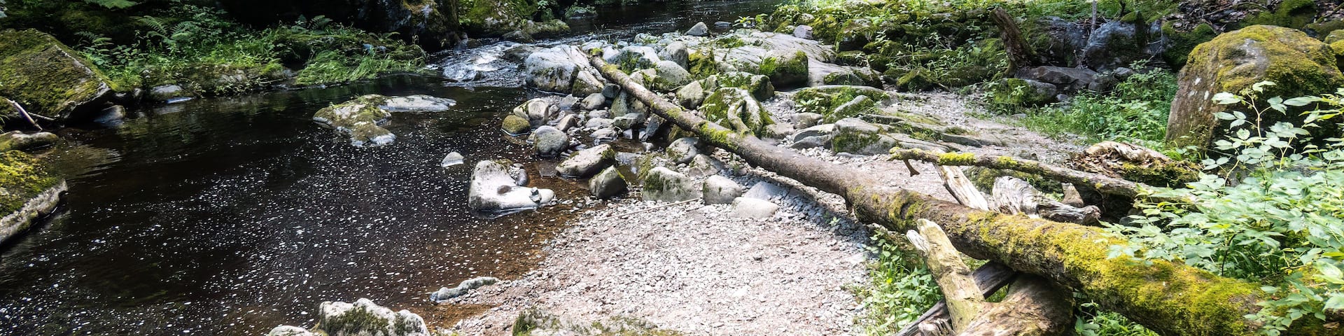 A forest stream with rocks and moss.
