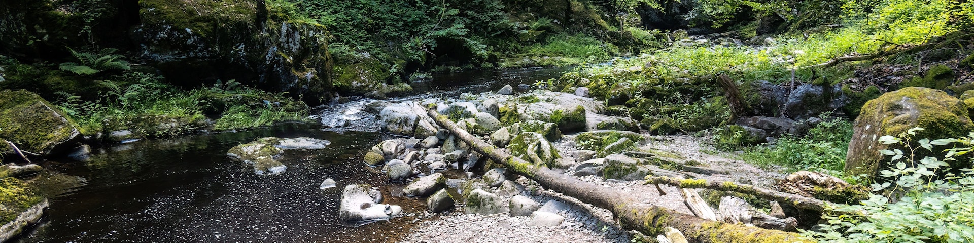 A forest stream with rocks and moss.