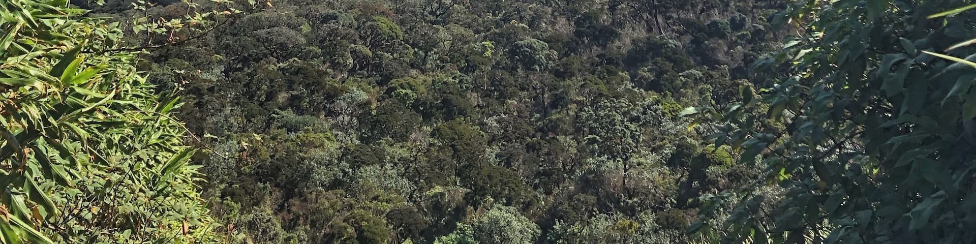 Sri Padaya is where the buddhists believe that the footprint of lord Buddha is situated as well as this sacred place is called Adam’s peak.
Though it is significant for a religious reason and many Sri Lankans pilgrim every year it has a rich bio diversity and a world heritage sight!
Now one of the main concerns is the polytene circulation in this diversified hot spot.As travelers we should be mindful of being eco friendly and sustainable!
After thousands of steps into the peak you can witness amazeball views like this and you’ll regret of a single drop of sweat you spilled 🙌🏾
#srilanka #nature #trover #travel #trovernature #places #biodiversity #mountains