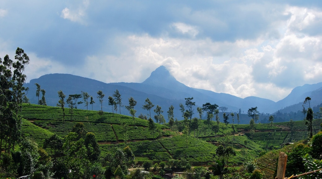 Hiking starts at 2 AM and at 6AM you can see the sun rising. Very enlighting experience #SriLanka #hiking #lifeatexpedia #mountains
