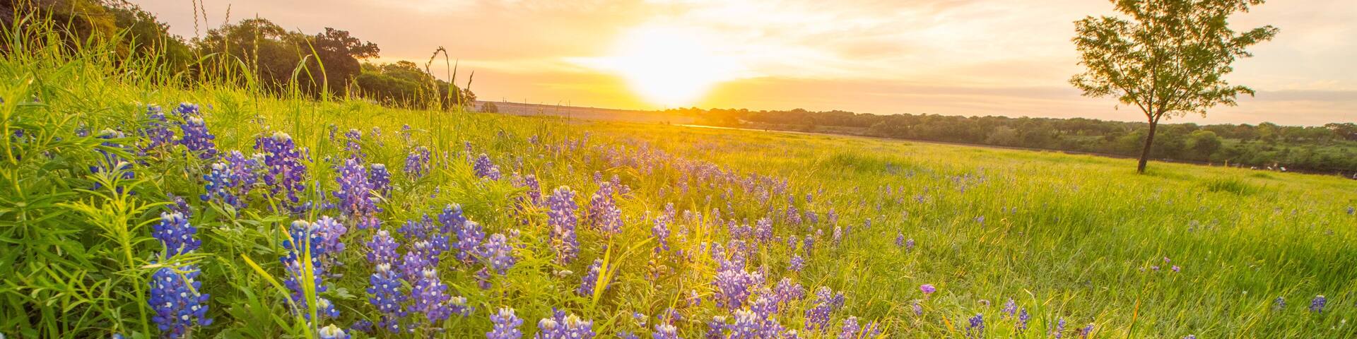 Bluebonnett Sunrise, Cedar Park TX